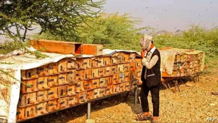 كيف أثرت تقلبات المناخ وظروف الحرب على تراجع صادرات العسل اليمني؟