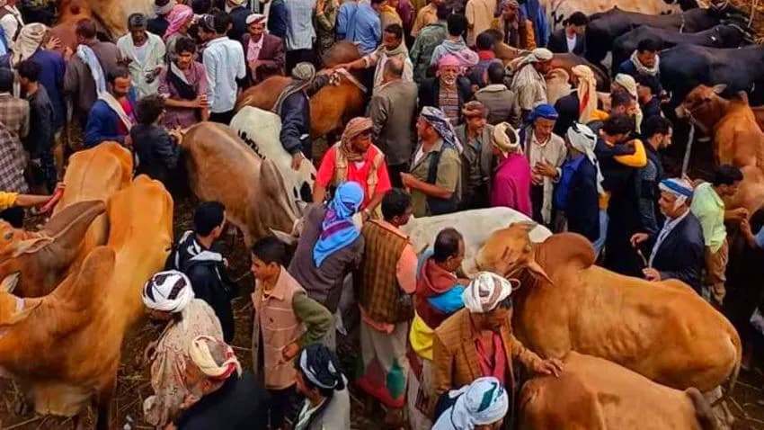 جبايات مليشيا الحوثي تستهدف أسواق المواشي وترفع أسعار الأضاحي قبل العيد