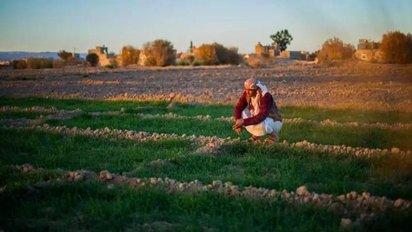 "الفاو" تحذر من اضطرابات مناخية تهدد الموسم الزراعي في اليمن