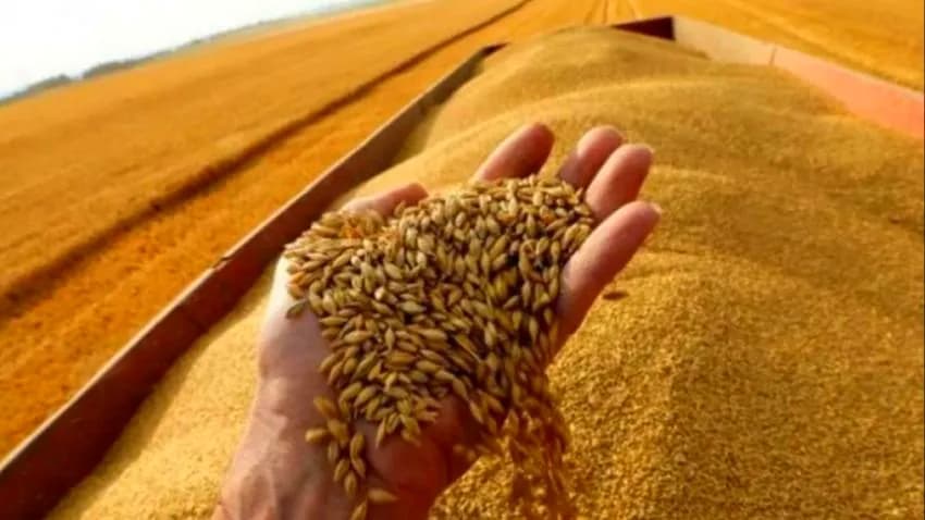 اليمن يتطلع إلى تسهيلات هندية أكبر لاستيراد القمح