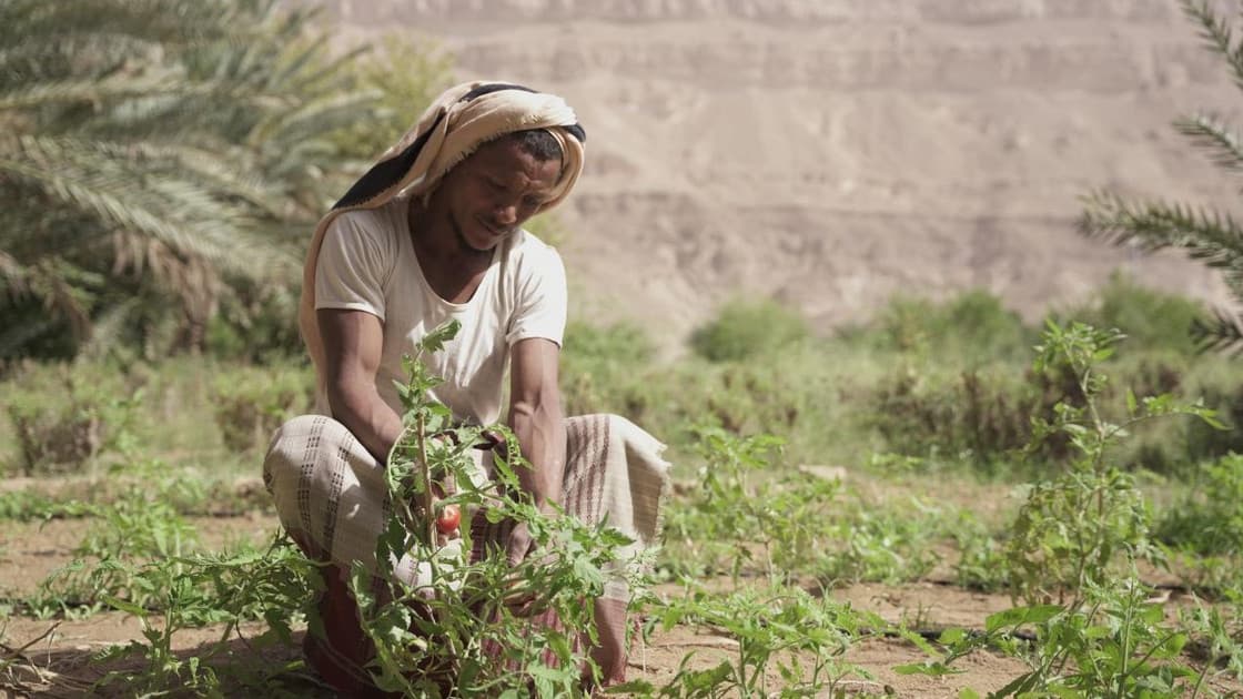 تقرير أممي: ثلث الأسر الزراعية في اليمن بحاجة إلى دعم طارئ و600 ألف أسرة متضررة خلال 2025