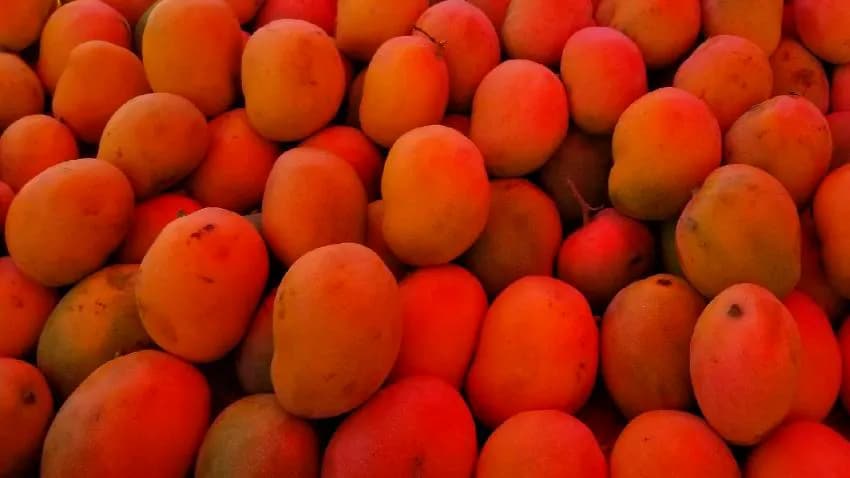 سببت انتكاسة للمزارعين.. عائدات محاصيل المانجو لا تغطي نفقات الإنتاج