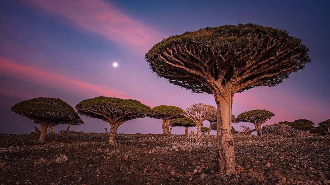 سقطرى.. لماذا تُعتبر هذه الجزيرة اليمنية من أكثر الأماكن غرابة على وجه الأرض؟