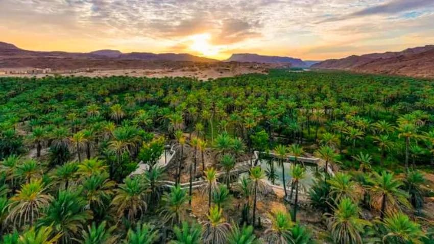 النخيل في حجر حضرموت.. ثروة زراعية في مواجهة خطر عوامل الانحسار