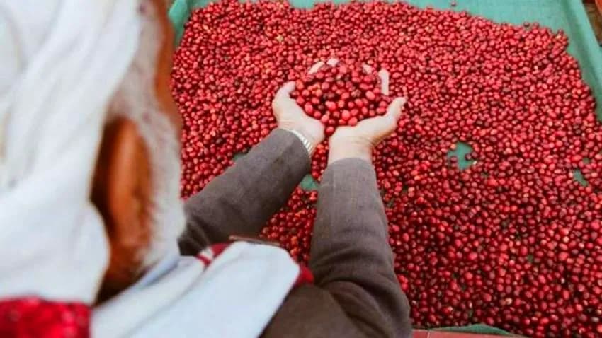 "أفضل محاصيل اليمن 2025" يحقق رقما قياسيا عالميا في أسعار البن