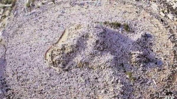 الإحصاء السعودية: أكثر من مليون و700 ألف حاجاً وحاجة من 165 دولة بفارق طفيف بين الذكور والإناث