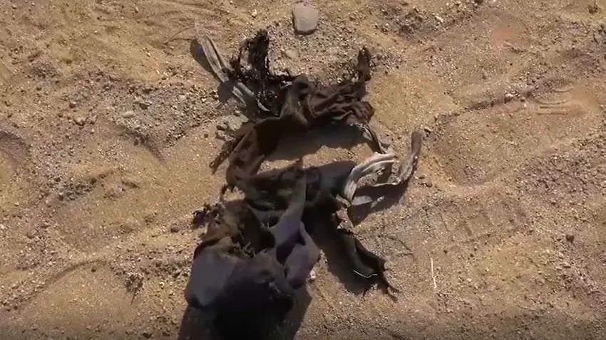 مقتل امرأة بلغم زرعه الحوثيون في مديرية حيفان بتعز