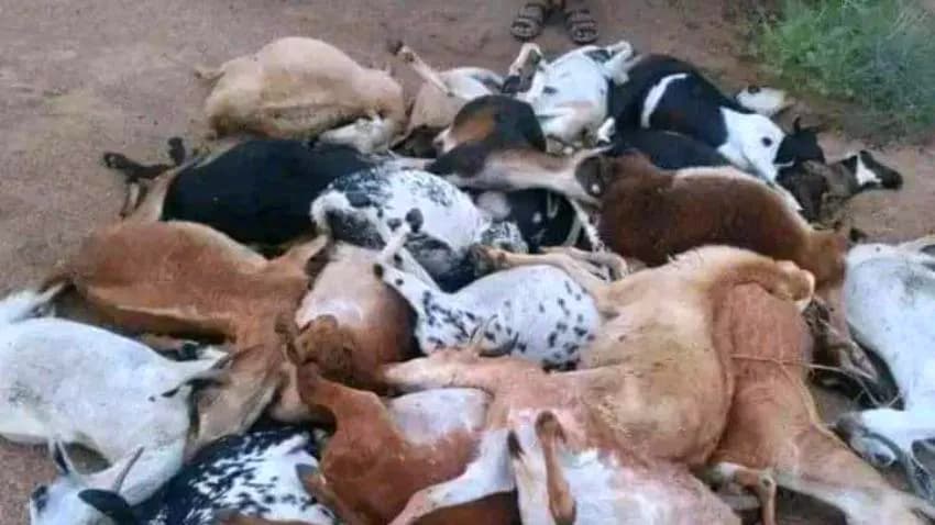 وفيات ونفوق مواشٍ جراء صاعقتين رعديتين في لحج وشبوة