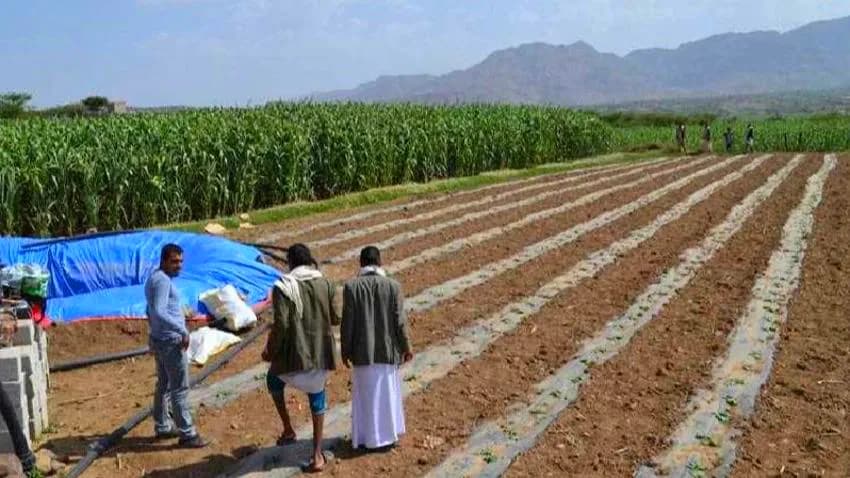 مخلفات الحرب وعوامل أخرى تهدد القطاع الزراعي في اليمن