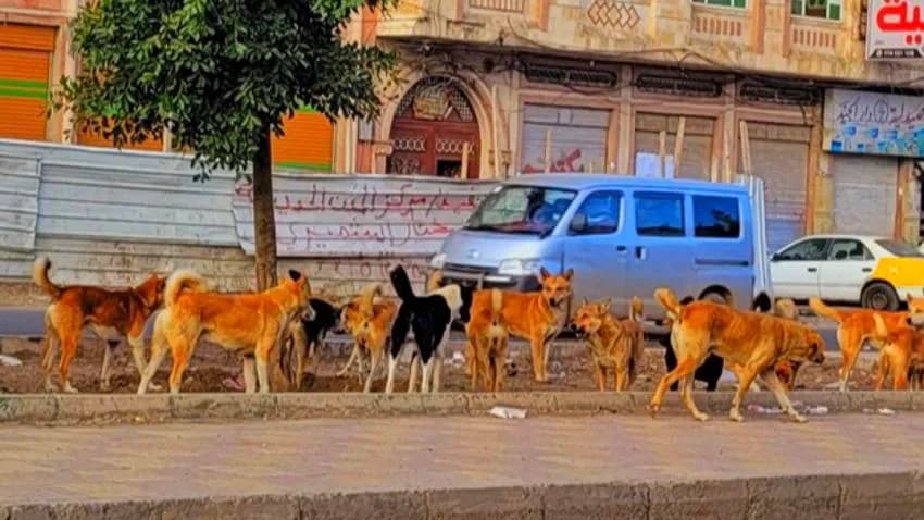 تقرير يكشف أكثر من 4 آلاف حالة وفاة وإصابة بداء الكلب في اليمن خلال 2022