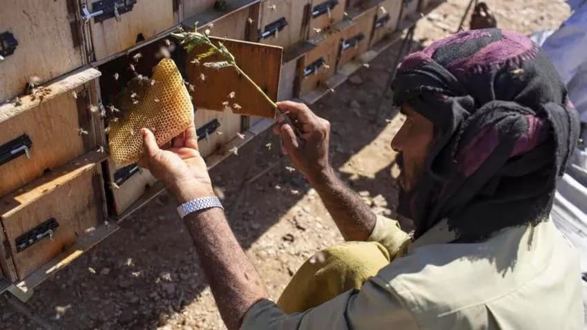 بعضهم وصل إلى نقطة الانهيار.. ما المشاكل التي يواجهها النحالون في اليمن؟