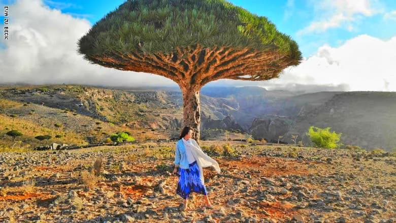 اليونسكو تعتزم إرسال بعثة إلى سقطرى لموافاتها بتقارير حول وضع الجزيرة