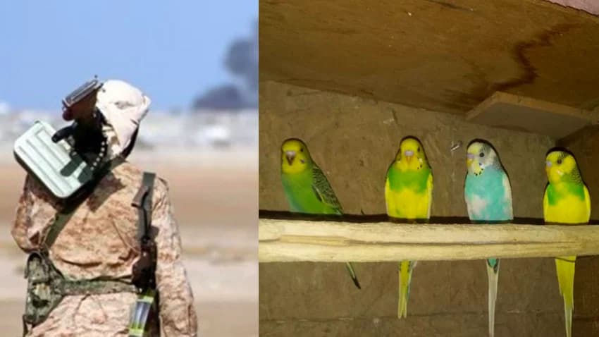 عصام.. قصة جندي يمني ترك الجيش واتجه إلى تربية العصافير