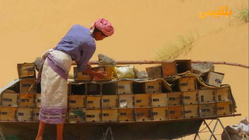 نحالو اليمن في مواجهة الحرب وتقطعات الطرق
