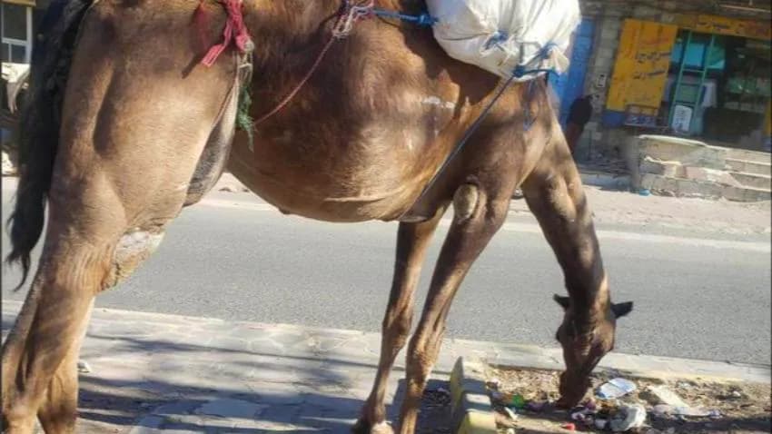 أشجار مدينة تعز وقمامتها تتحول إلى مرعى للجِمال