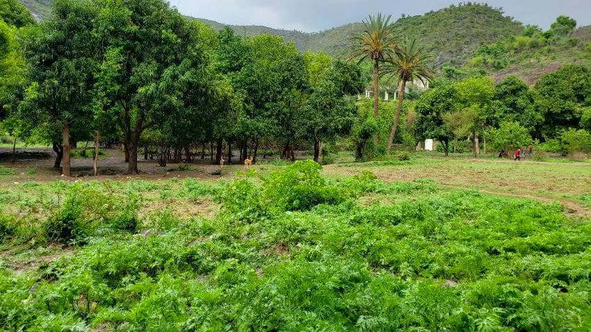 فارق الصرف.. مزارعو مدينة تعز يبيعون منتجاتهم في منطقة الحوبان