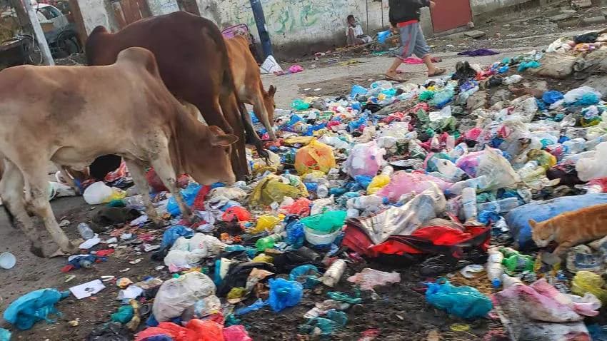 خطر يهدد الحياة.. تناول لحوم حيوانات تأكل من القمامة