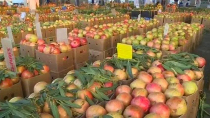 تعسفات حوثية جائرة تكبِّد "مزارعي الرُّمان" خسائر فادحة