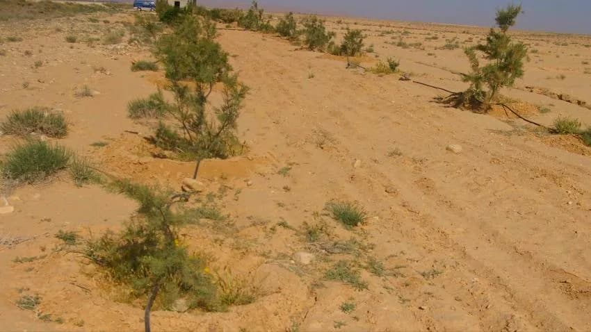 بسبب التغييرات المناخية.. موسم بلا حصاد ومزارع يدمرها الجفاف
