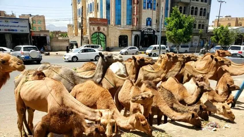 ظاهرة غريبة في صنعاء.. الجِمال تجوب الشوارع وتغيّر صورة المدينة