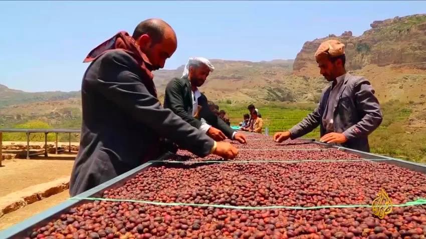 وسائل حوثية جديدة لمحاربة مزارعي البن اليمني ومضايقة المتاجرين به