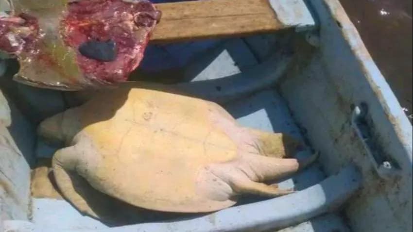 السلاحف البحرية: الاصطياد الجائر يهددها بالانقراض من سواحل اليمن